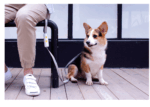 Pet Supplies New Dog Elastic Leash Small And Medium-sized – Bild 5