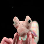 Lifelike Mantis Plush Toys Stuffed Animals Toy For Kids – Bild 7