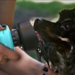Pet Outdoor Foldable Bottle Dog Travel Water Bottle
