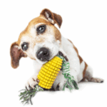 Pet Toothbrush Corn Stick Pet Dog Chew Bite Toys