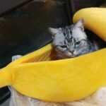 Funny Banana Cat Bed House Cute Cozy Cat Mat Beds – Bild 5