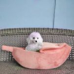 Funny Banana Cat Bed House Cute Cozy Cat Mat Beds – Bild 6